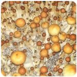Псилоцибиновые (галлюциногенные)  грибы Psilocybin "Golden Teacher" в Рыбном