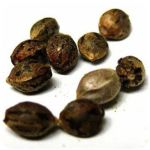 Семена марихуаны АК-47  (Seeds AK-47) в Рыбном